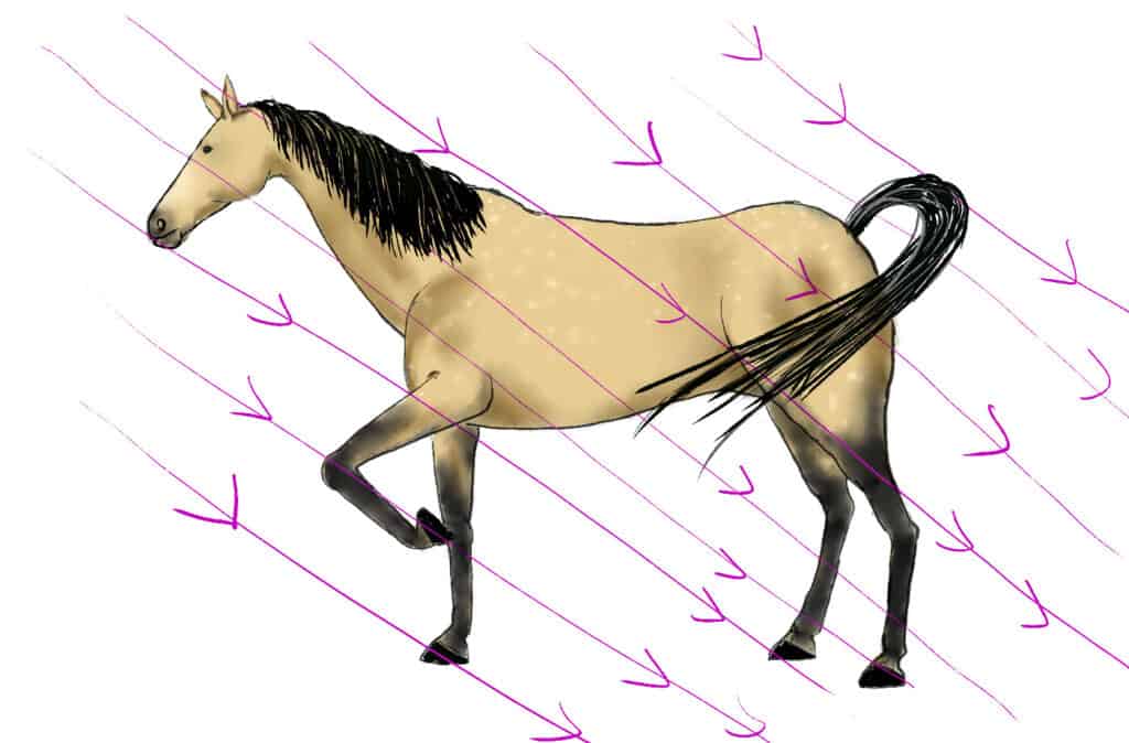 disegno del cavallo Passaggio 5: la luce crea l'ombra