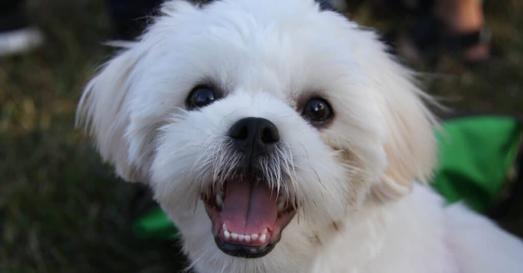 Primo piano di uno Shih Tzu maltese
