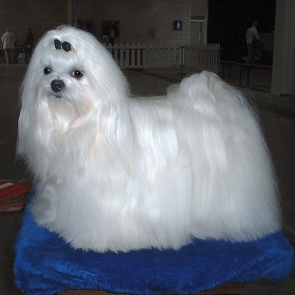 Cane maltese in posa sullo sfondo blu dello studio.