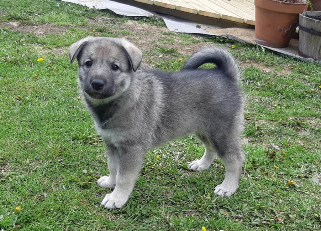 Cucciolo di elkhound svedese in piedi fuori