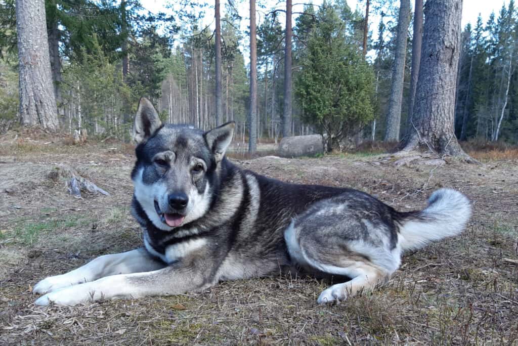 Elkhound svedese sdraiato