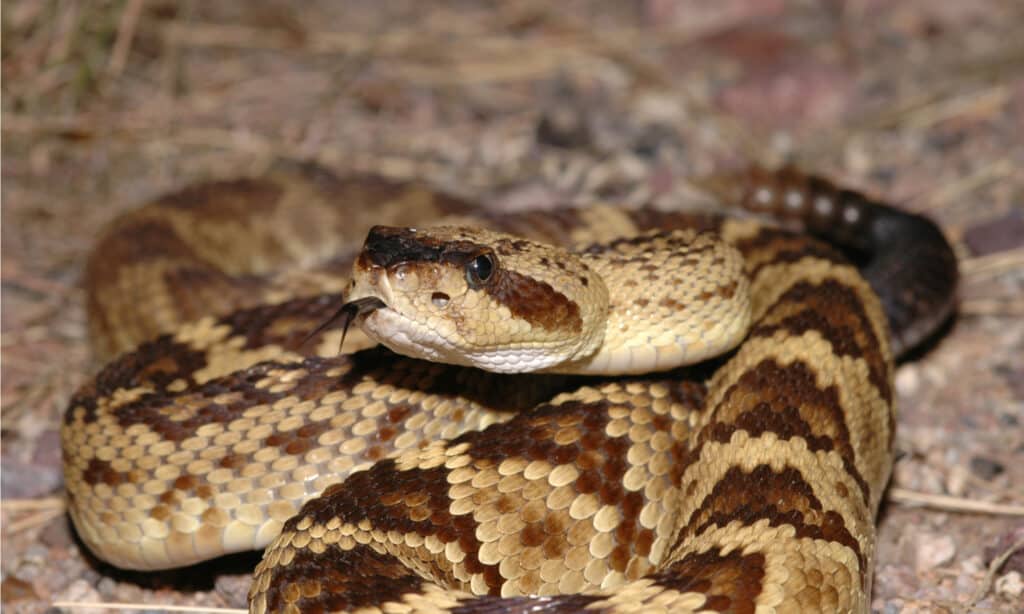 Serpente a sonagli dalla coda nera