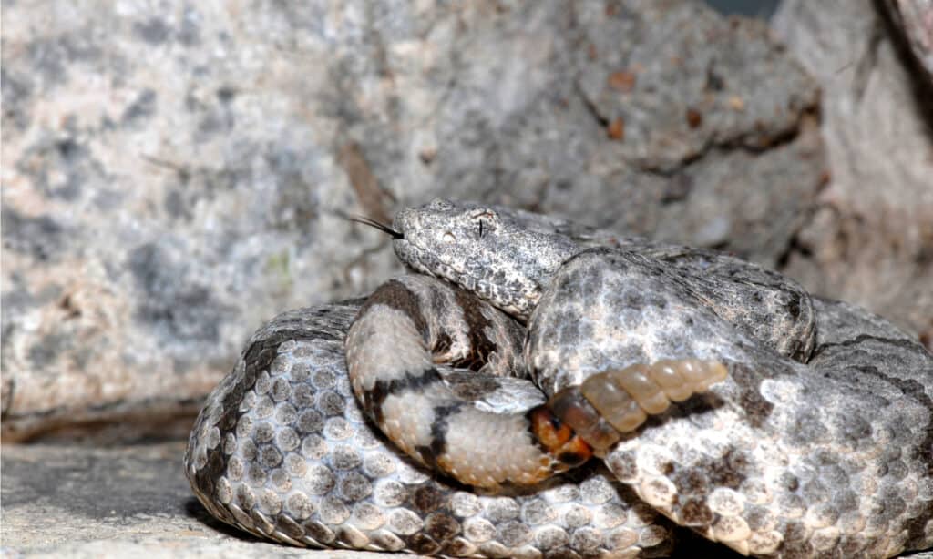Serpente a sonagli delle rocce (Crotalus lepidus)