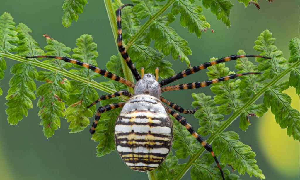 Ragno da giardino fasciato -Argiope trifasciata