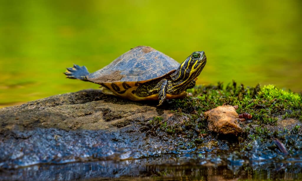 Tartaruga Cooter del fiume orientale (Pseudemys incinna incinna)