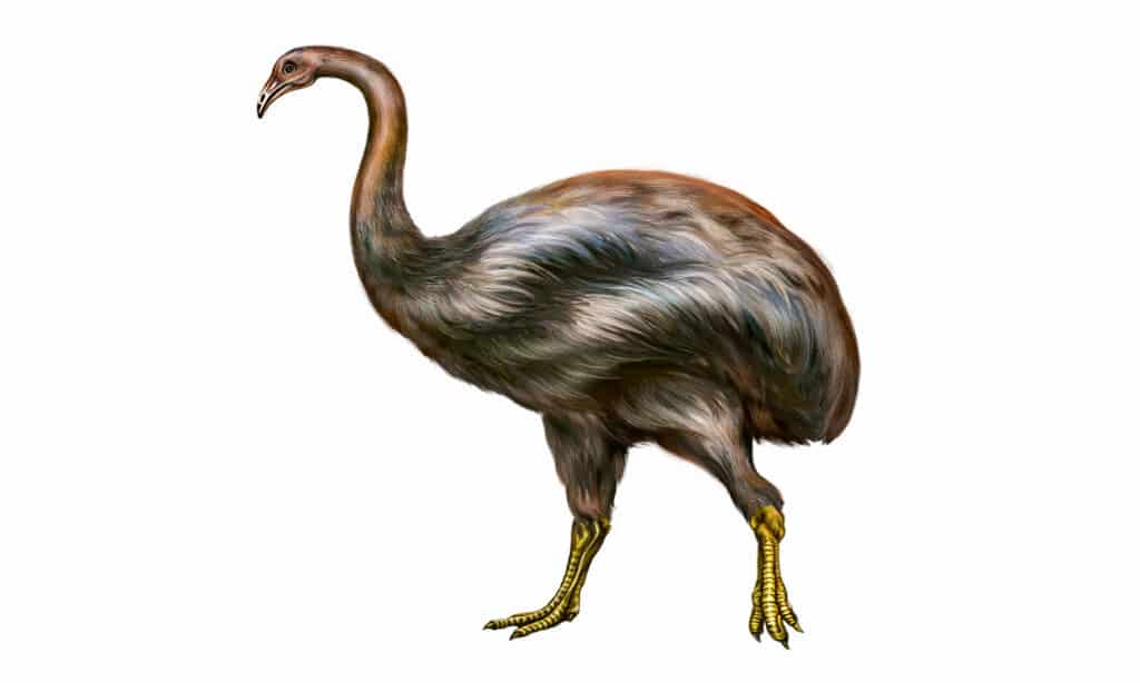Il Moa (Dinornithiformes)