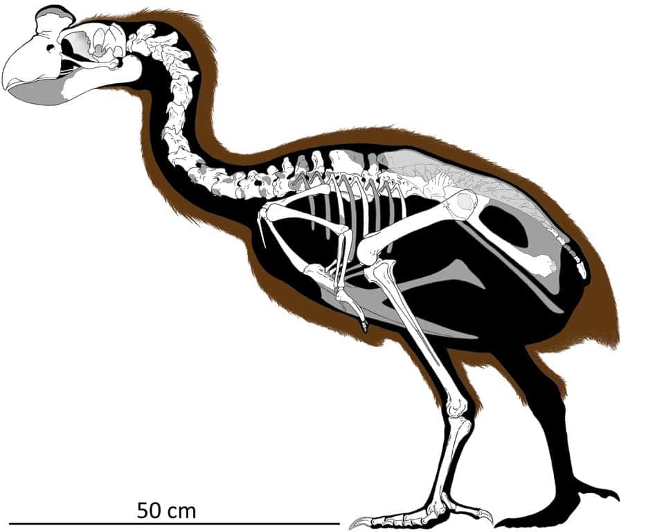 Sylviornis di Neocaledonia
