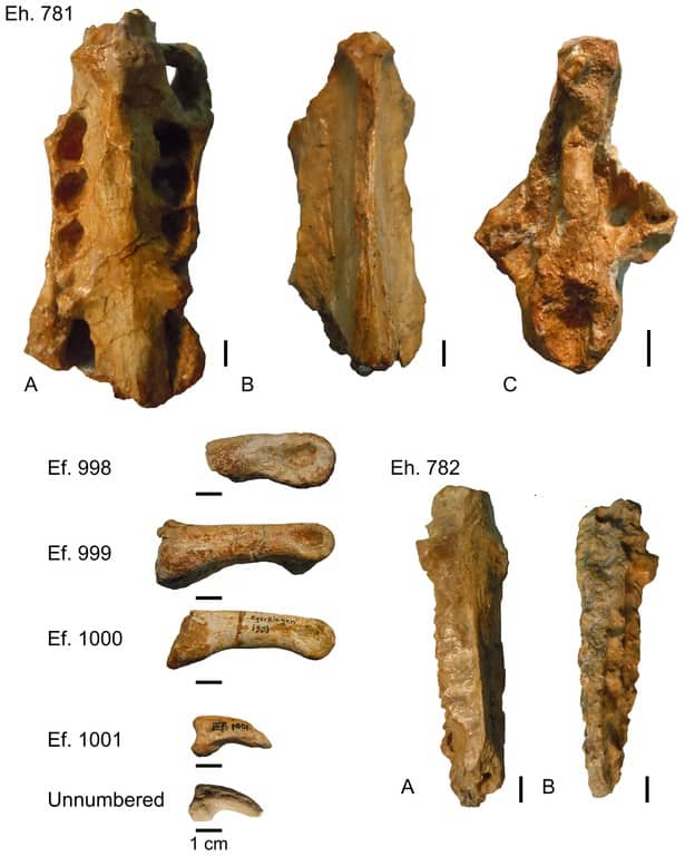 Eleutherornis Cotei