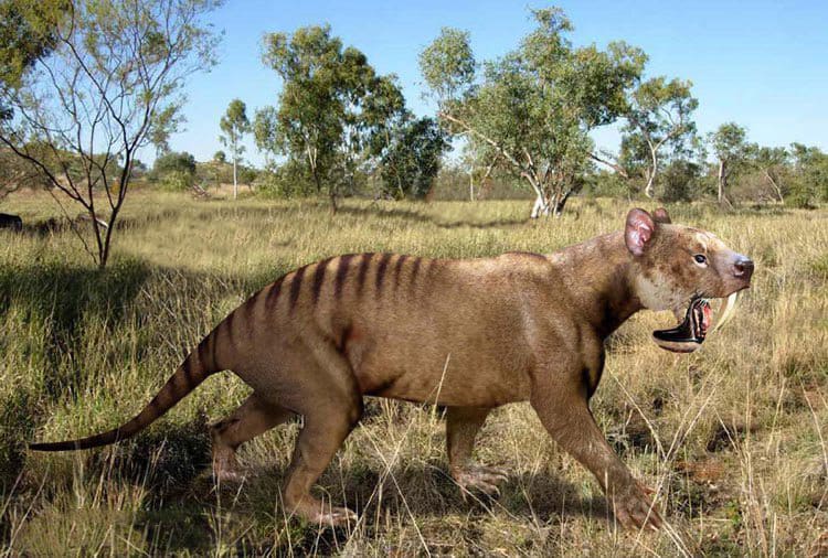 Interpretazione del tilacosmilus