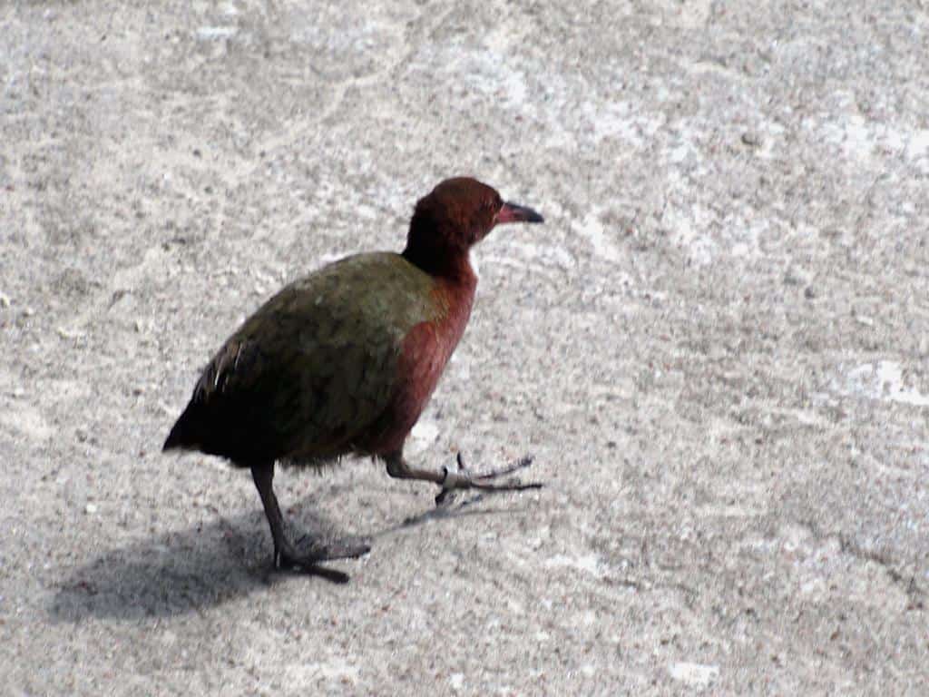 Aldabra Rail