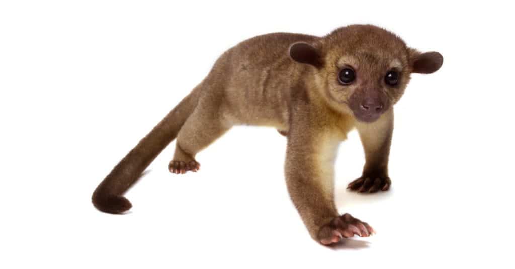 Kinkajou, Potos flavus, animale tropicale isolato su sfondo bianco