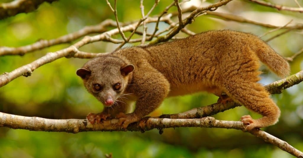 Animale più strano: Kinkajou