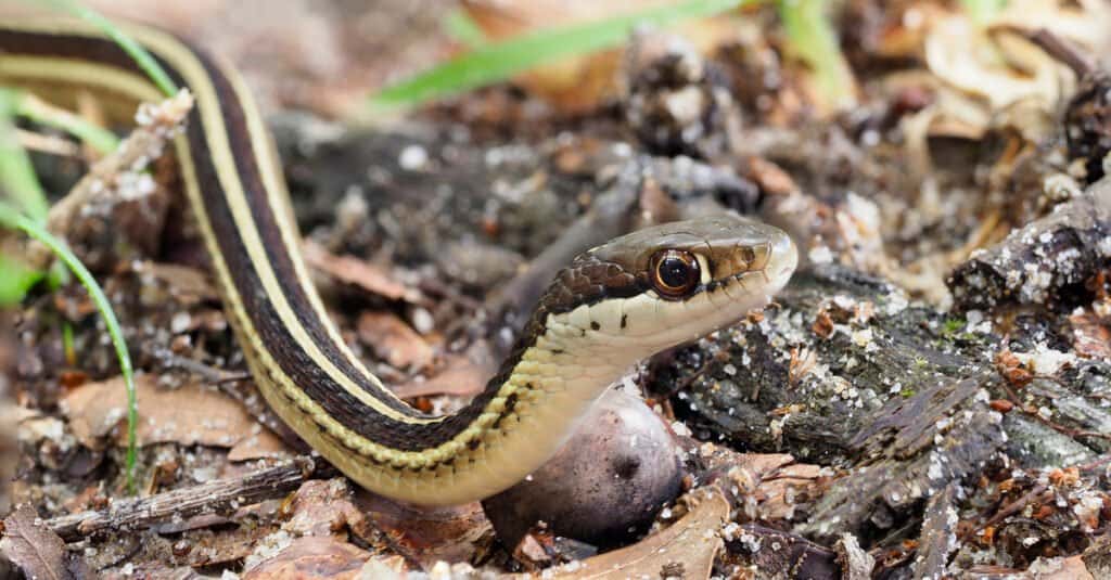 Serpente a nastro vs Serpente giarrettiera - Serpente a nastro orientale