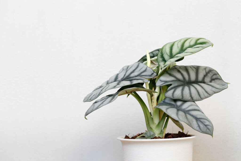 Alocasia Dragon Scale vs Silver Dragon