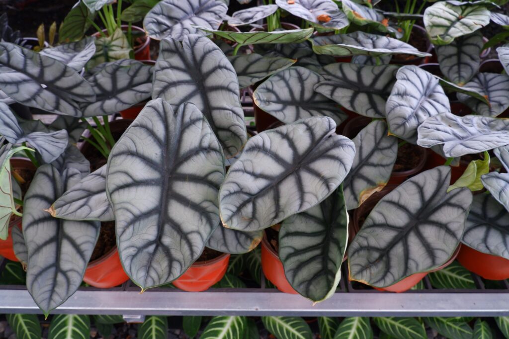 Alocasia Dragon Scale vs Silver Dragon