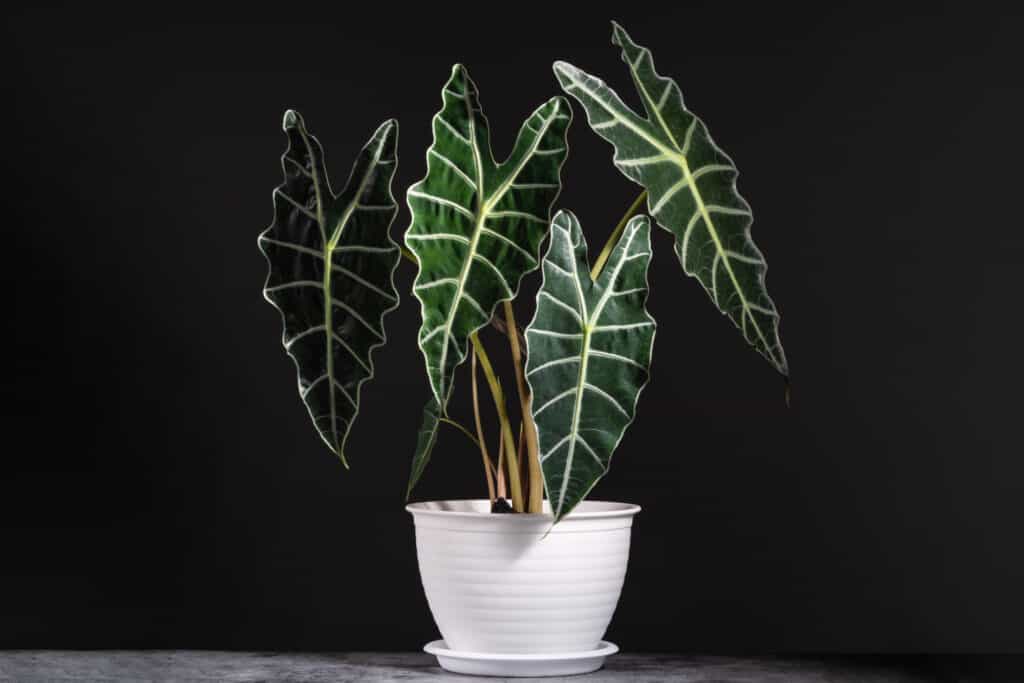 Alocasia Amazonica contro Polly