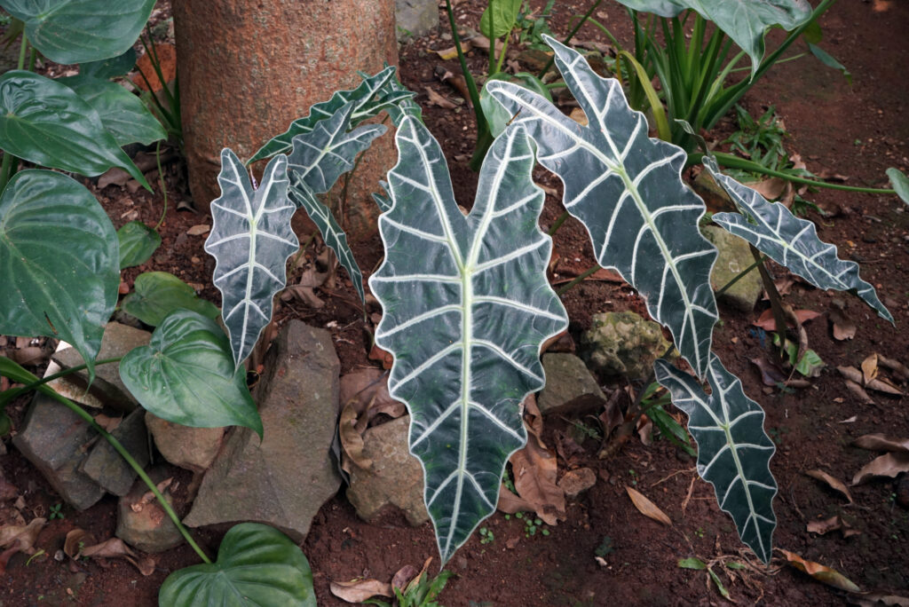 Alocasia Amazonica contro Polly