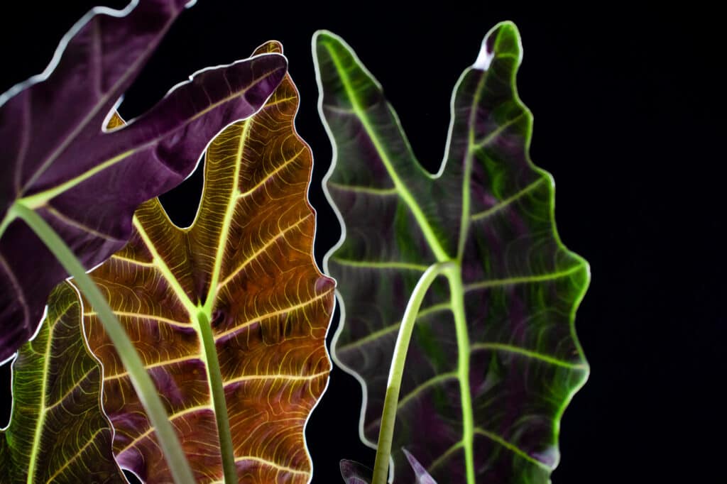 Alocasia Bambino vs Polly