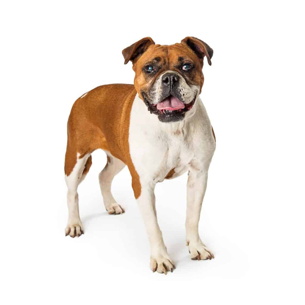 Mix boxer-bulldog (bulldog della valle)