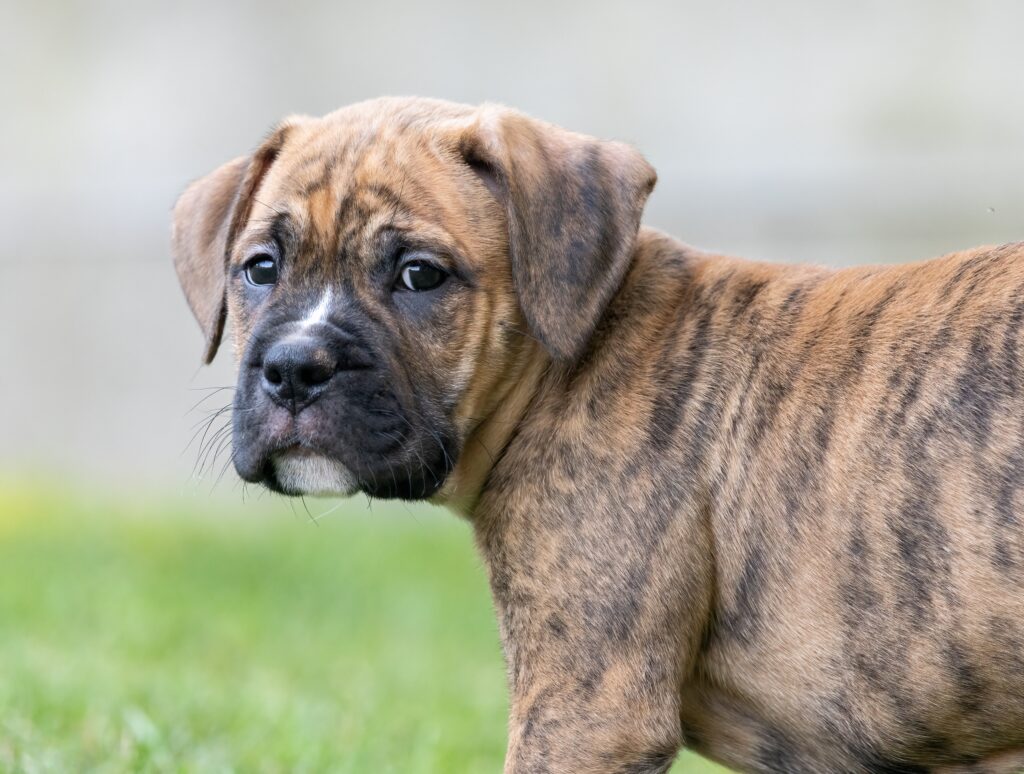 Cucciolo di bulldog boxer