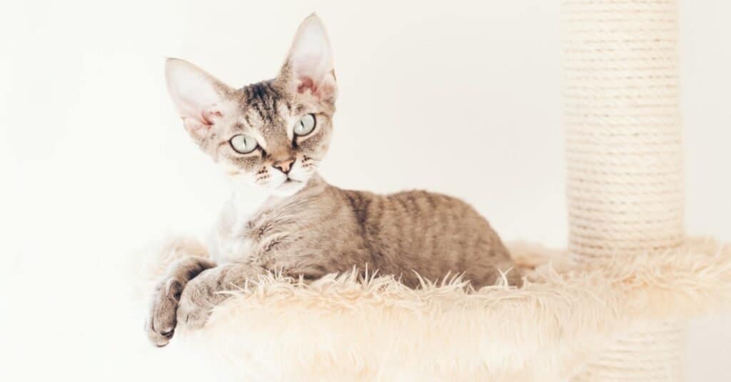 Devon Rex si rilassa nella sua cuccia
