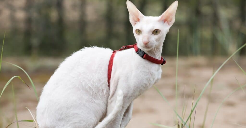 Cornish rex con imbracatura