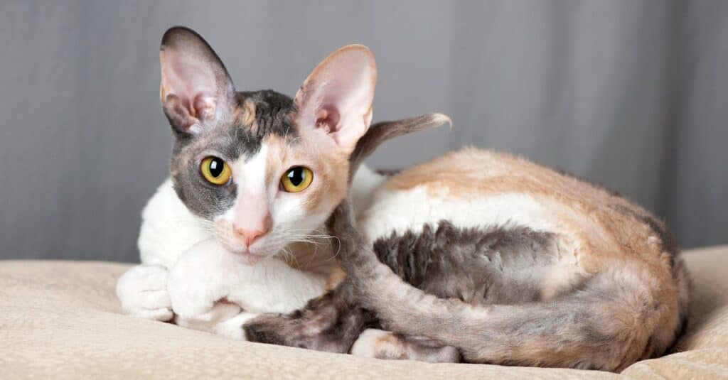 I gatti più amichevoli - Cornish Rex