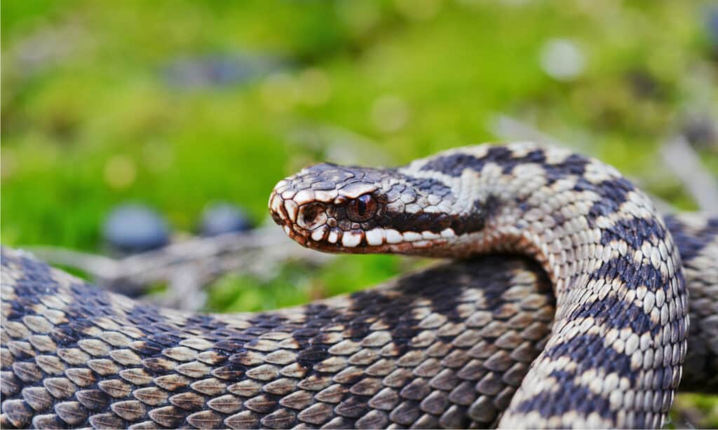 Vipera europea comune (Vipera berus)