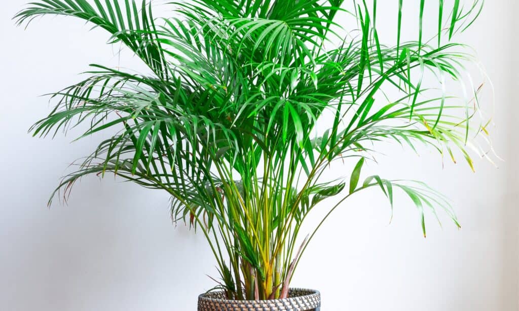 Parlor Palm vs Areca Palm