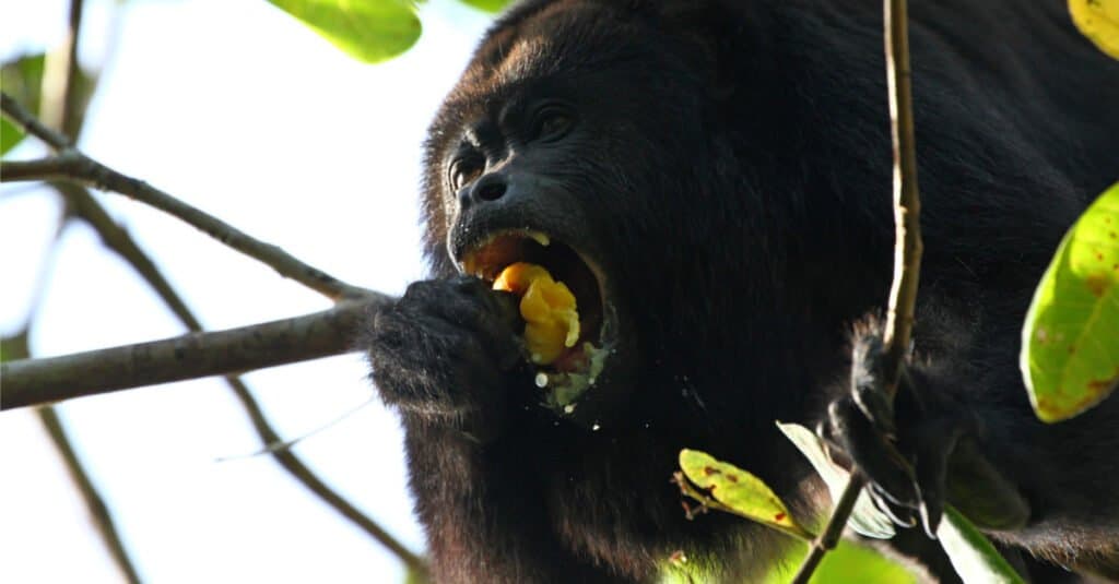 Denti di babbuino - Black Howler