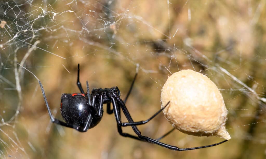 Southern Black Widow - Ragni neri in Florida