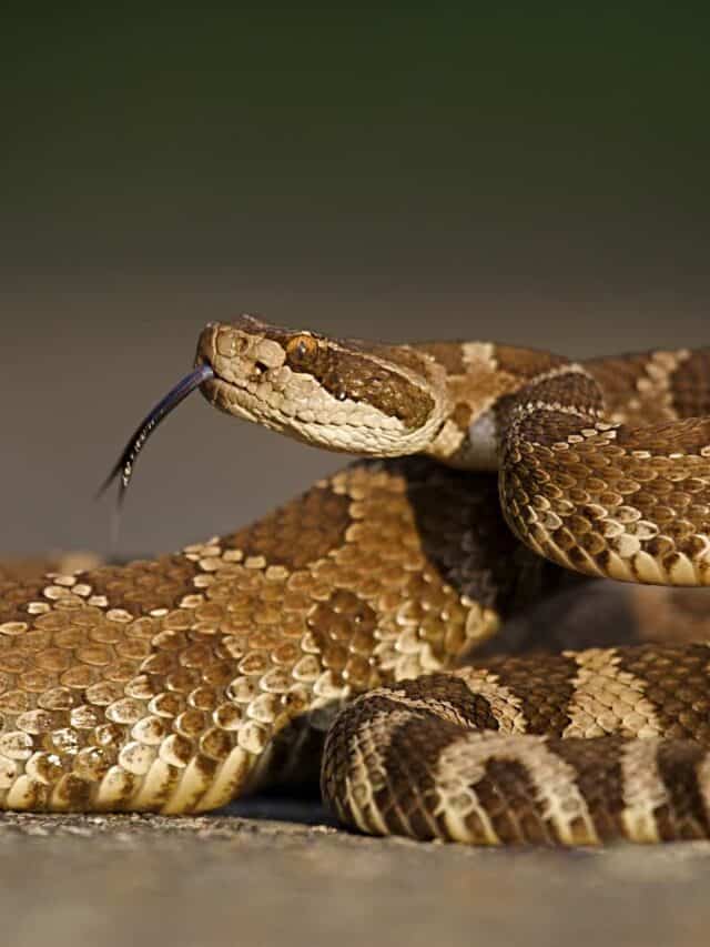 serpente a sonagli occidentale