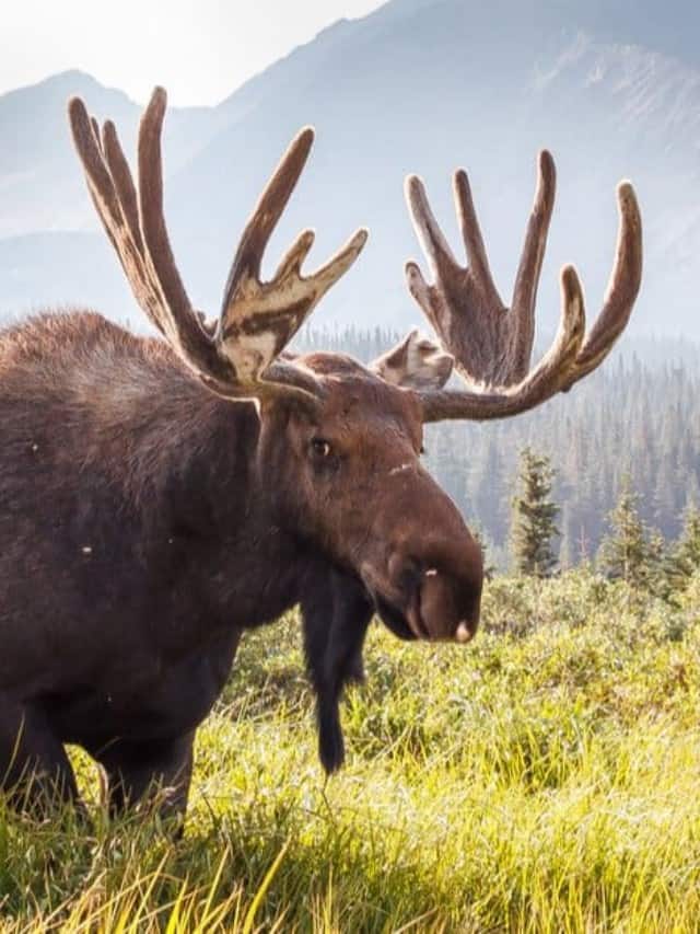 l'animale più grande del Montana è l'alce che pesa 1.500 libbre