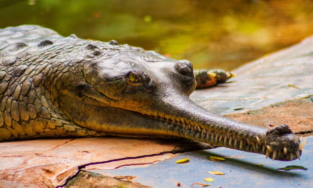 Parco zoologico di Arignar Anna