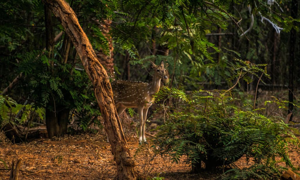 Parco Zoologico Indira Gandhi