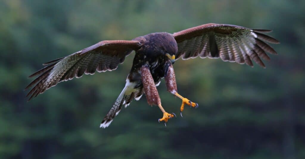 harris hawk in volo con gli artigli pronti