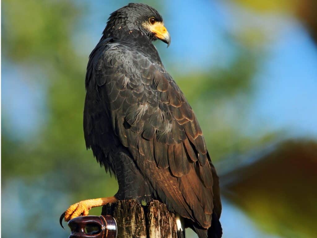 Falco dalla coda a zona