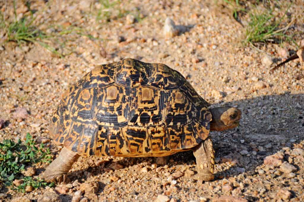 Close,Up,Di,Punteggiato,Tartaruga,Nel,Reale,Habitat,,Kruger,Nazionale
