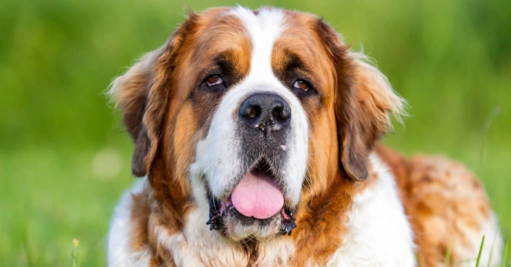 Le razze canine più grandi: San Bernardo