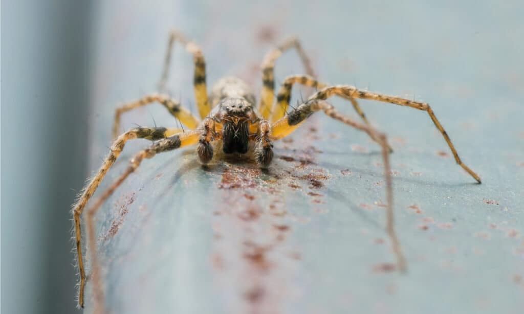 tessitore di imbuto per fienile (Tegenaria domestica)