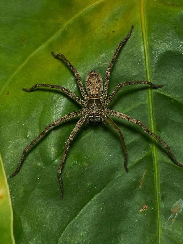 Heteropoda venatoria