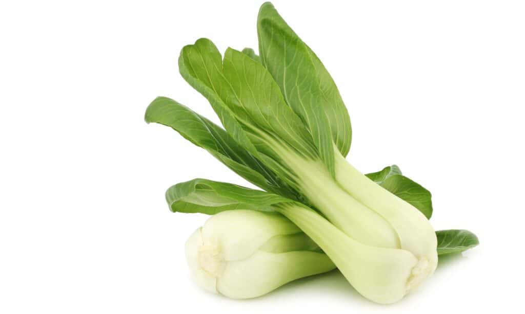 Bok Choy vs Baby Bok Choy