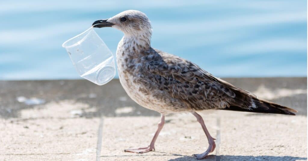gabbiano che cammina con il bicchiere di plastica nel becco