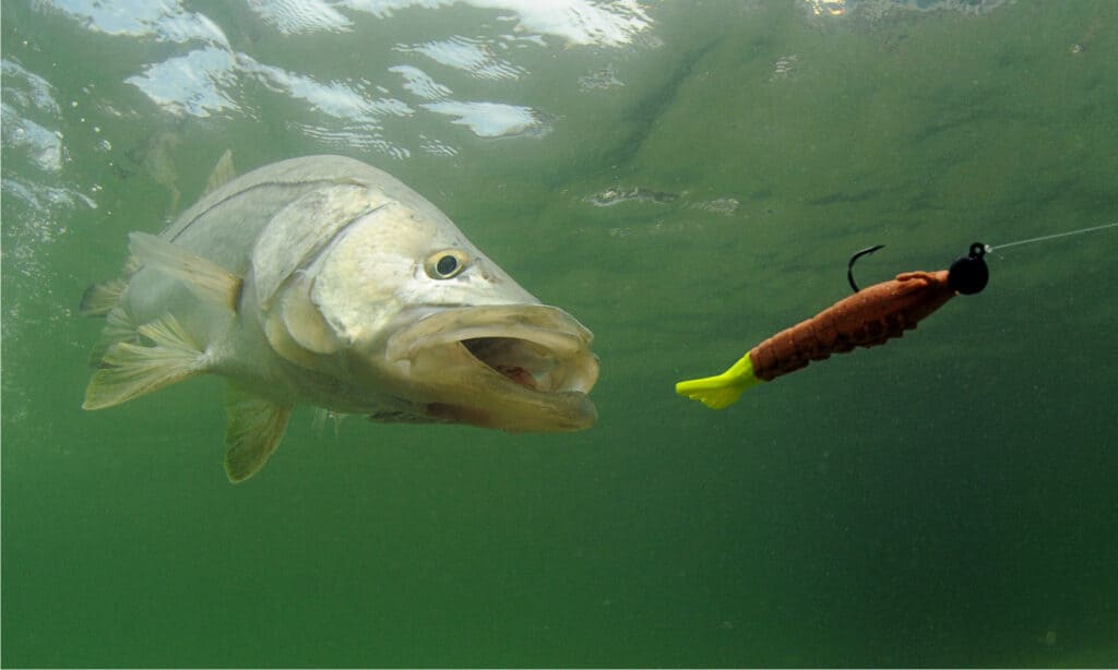 Snook pesce