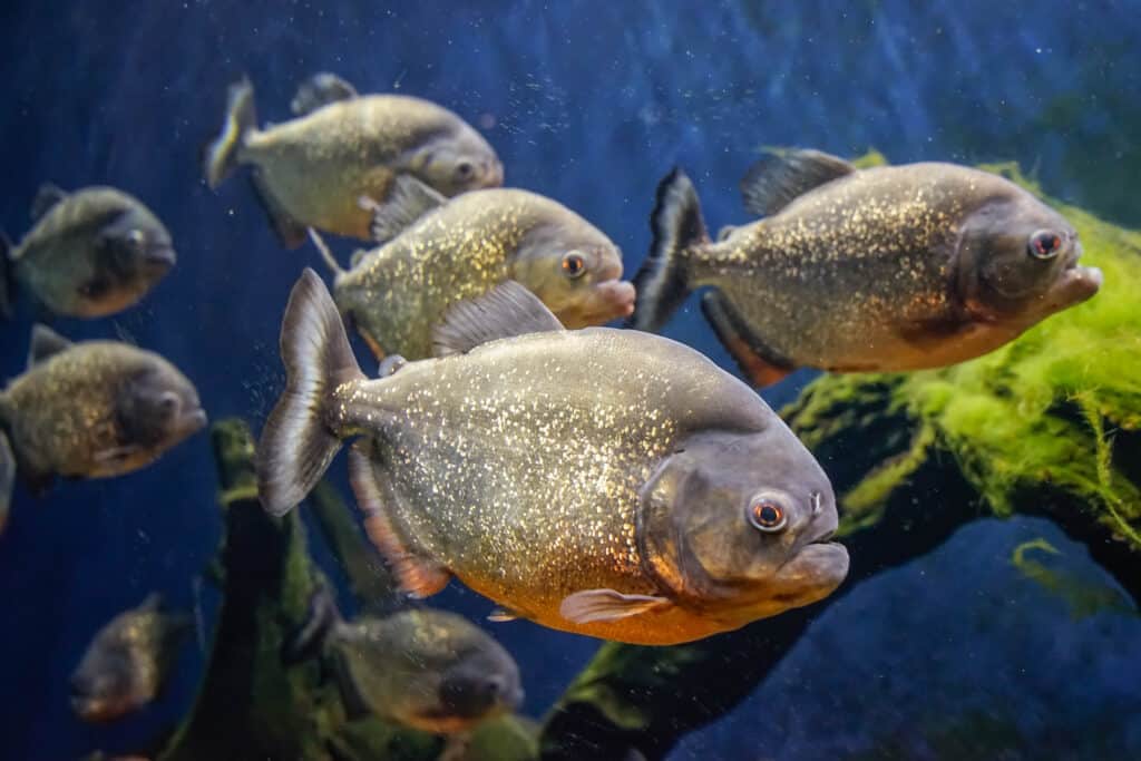 Pesce piranha sott'acqua