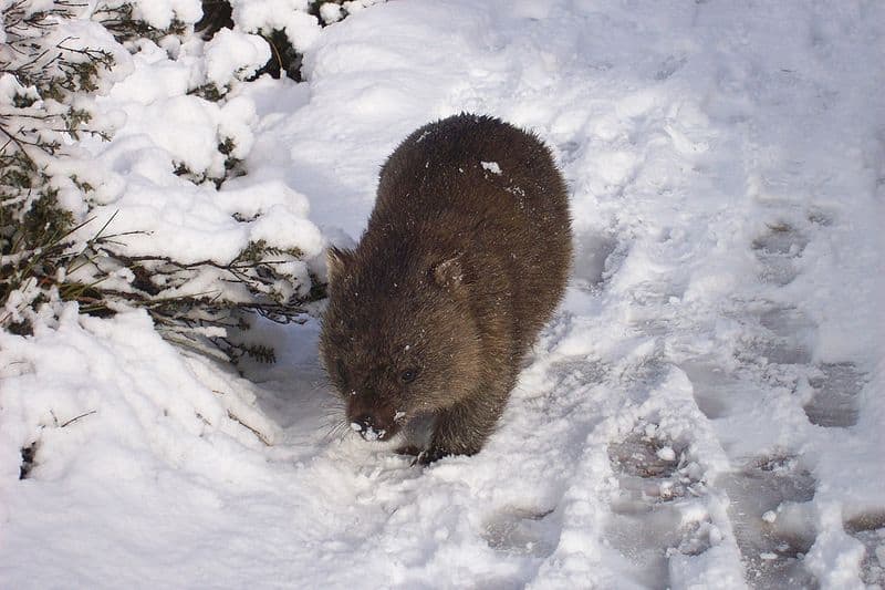 capibara vs vombato