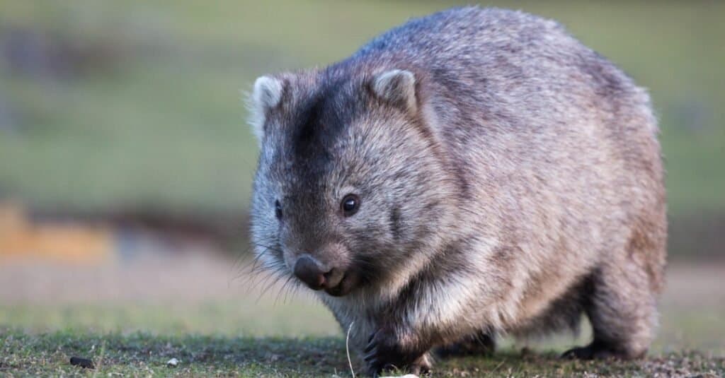 Sono Mammiferi Marsupiali