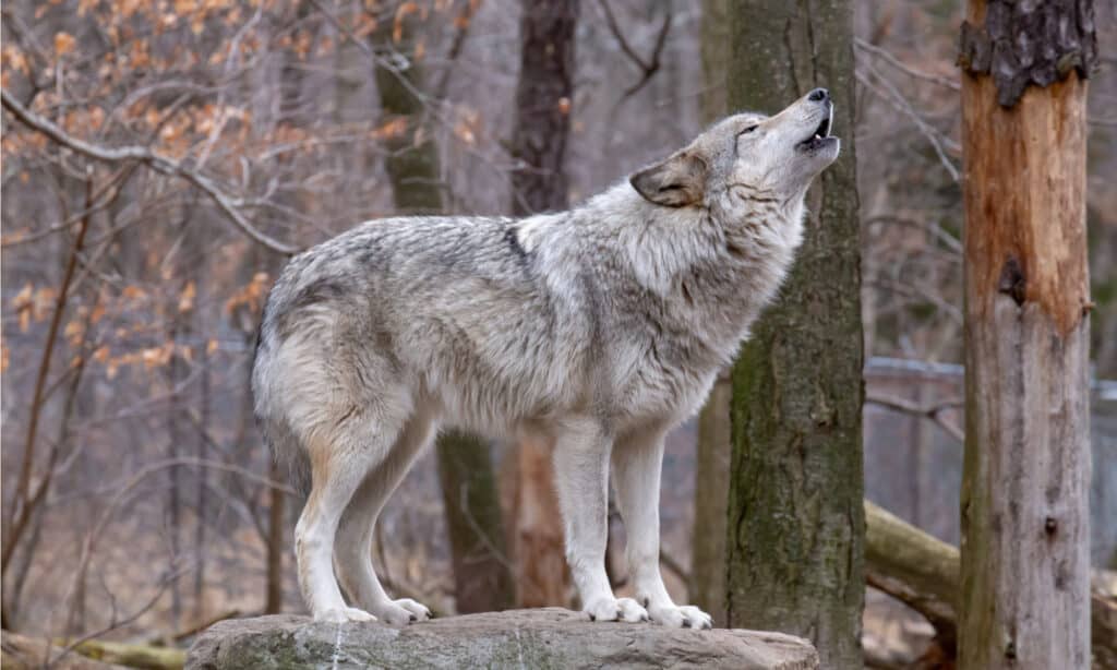 Lupo di legname che ulula nel bosco.