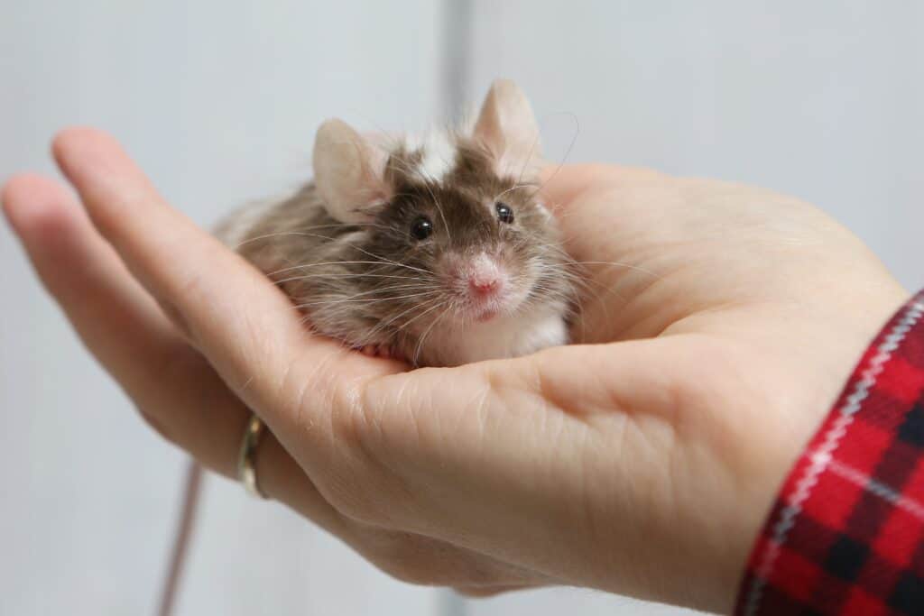 mouse in mano