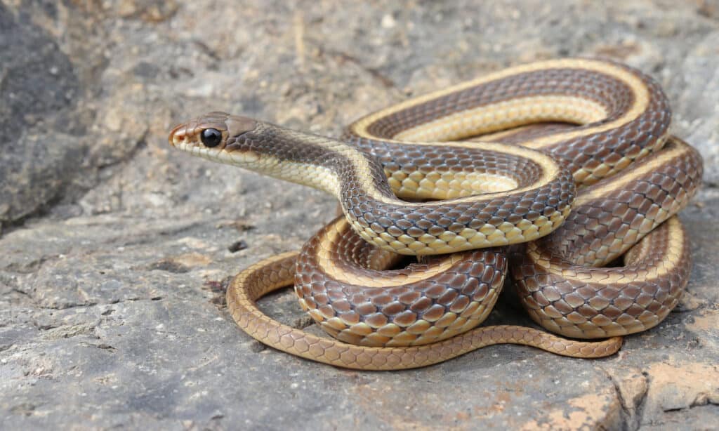 Serpente del naso della zona della costa (Salvadora hexalepis virgultea)